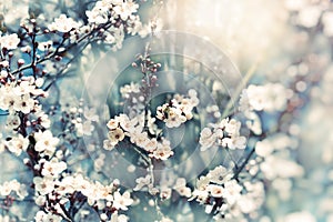 Flowering fruit tree, branches of fruit in bloom lit by sunlight