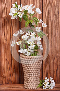 Flowering fruit tree branches
