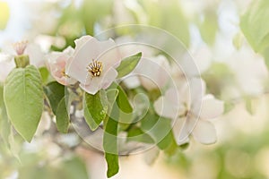 Flowering fruit tree - quince flower