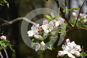 Flowering Fruit Tree with Small Blooming Flowers