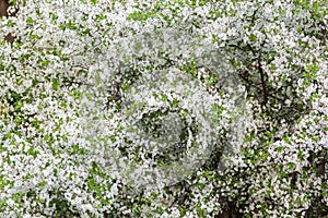 Flowering fruit tree