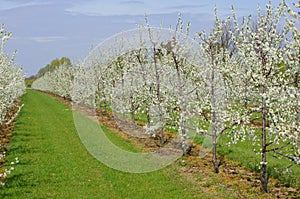 Flowering fruit trees