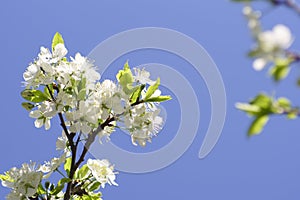 Flowering fruit trees, spring, flowers of apple and cherry, botanical garden