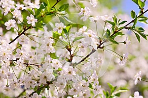 Flowering fruit trees, spring, flowers of apple and cherry, botanical garden