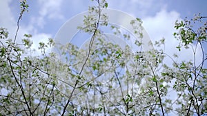 Flowering fruit trees in the spring garden against the sky