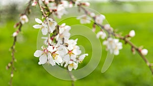 Flowering fruit trees in spring orchard