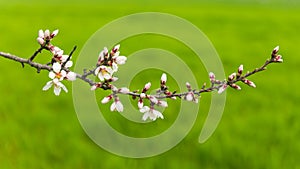 Flowering fruit trees in spring orchard