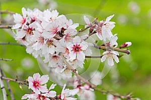 Flowering fruit trees in spring orchard