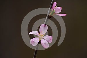 Flowering fruit trees and spring rain.