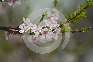 Flowering fruit trees and spring rain.