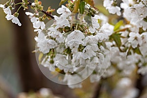 Flowering of fruit trees. White flowers on a cherry tree branch. Spring in the fruit orchard