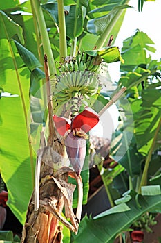 Flowering and fruiting banana