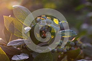 Flowering and fruiting blueberries. Unripe blueberries in the garden. Growing blueberries photo