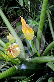 A flowering and fruiting bush of a vegetable marrow, a yellow flower of a vegetable marrow, a pumpkin, a family of nightshades