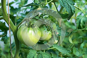 Flowering and fruiting organic cherry tomato plants in greenhouse