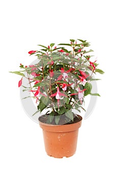Flowering Fuscia plant