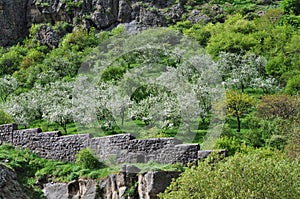 Flowering Garden in Armenia