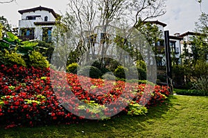 Flowering garden before dwelling buildings at sunny winter noon