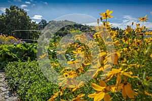 The flowering garden with perenial flowers