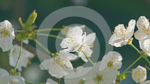 Flowering In Garden Prunus Avium Tree With White Little Blossoms. Sweet Cherry. Close up.