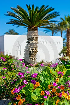 Flowering garden - red and pink hibiscus and palm trees