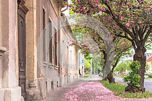 Flowering garden trees in the city in spring