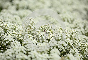 Flowering garden variety of Lobularia maritima, sweet alyssum