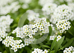 Flowering garden variety of Lobularia maritima, sweet alyssum