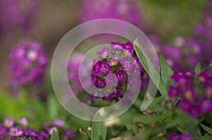 Flowering garden variety of Lobularia maritima, sweet alyssum