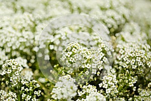 Flowering garden variety of Lobularia maritima, sweet alyssum