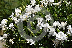 Flowering gardenia bush