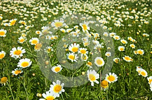 Flowering garland chrysanthemum