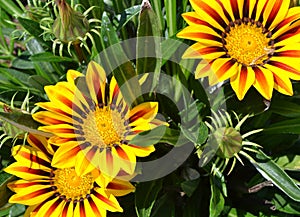 Flowering Gazania rigens with bright yellow flowers