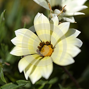 Flowering Gazania rigens, treasure flower
