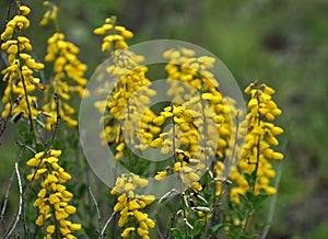 Flowering Genista tinctoria