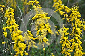 Flowering Genista tinctoria