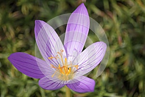 Flowering gentle lilac crocus speciosus