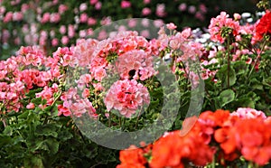Flowering geranium