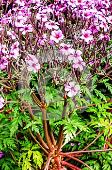 Flowering Geranium maderense, known as giant herb-Robert or the Madeira cranesbill, much resembling a small palm tree