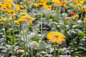 Flowering Gerbera plants from close