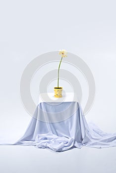 Flowering Gerbera on table