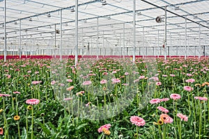 Flowering gerberas in a large greenhouse