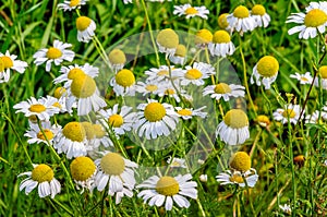 Flowering German chamomile in the field from close photo