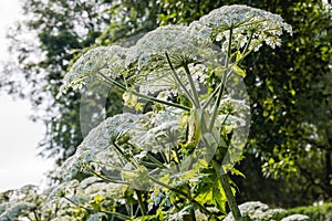 Flowering giant hogweed from close