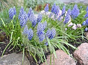 Flowering gimmick onions are bungled Muscari botryoides L. in a frame of stones on an alpine slide