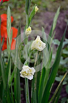 Flowering gladiolus