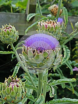 Flowering Globe Artichoke plant - Cynara scolymus