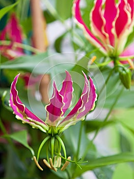 Flowering Gloriosa superba plant