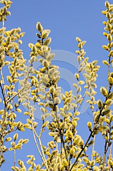 Flowering goat willow (Salix caprea)