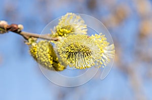 Flowering goat willow (Salix caprea) in spring